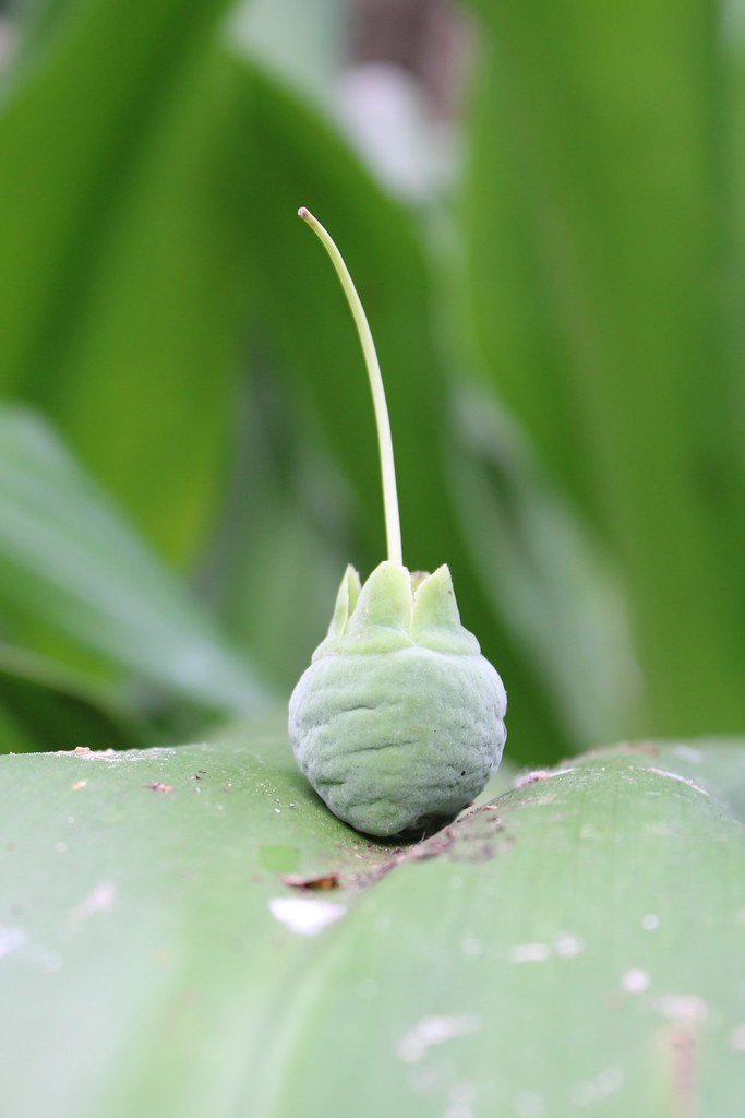 Smile on Saturday: all-green flora