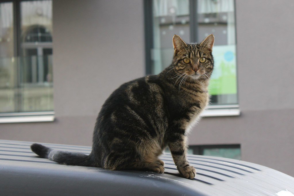 cat on the car roof