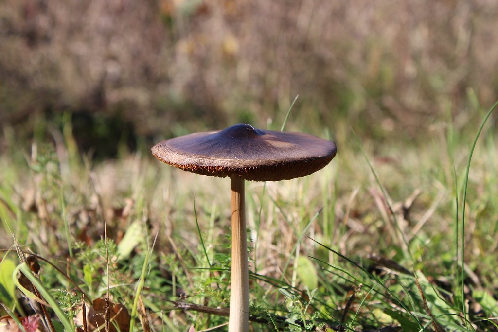 Volvopluteus gloiocephalus (Großer Scheidling)