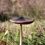 Volvopluteus gloiocephalus (Großer Scheidling)