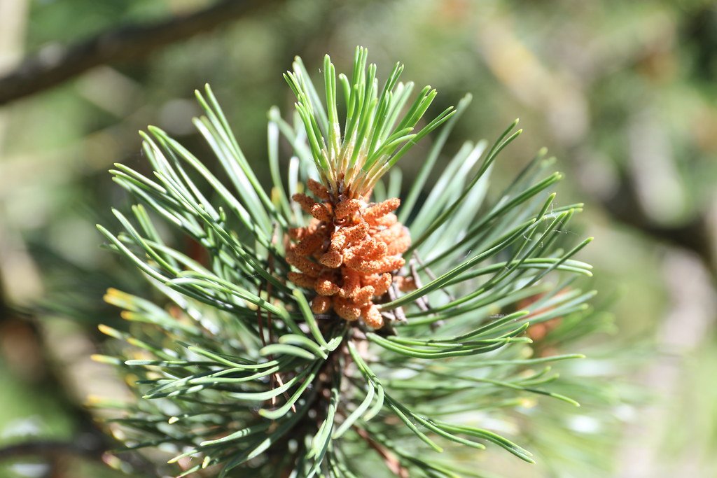 Pine pollen cone
