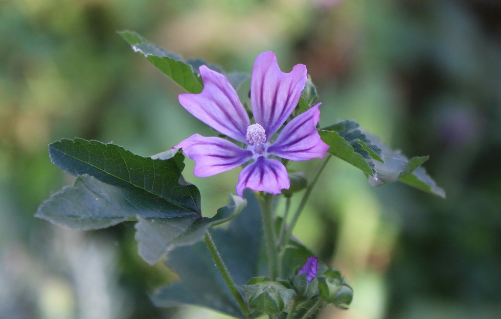 Malva sylvestris (Wilde Malve)