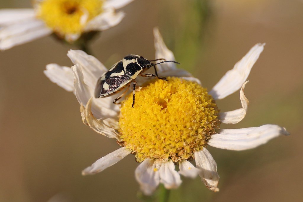 Eurydema oleracea (Kohlwanze)