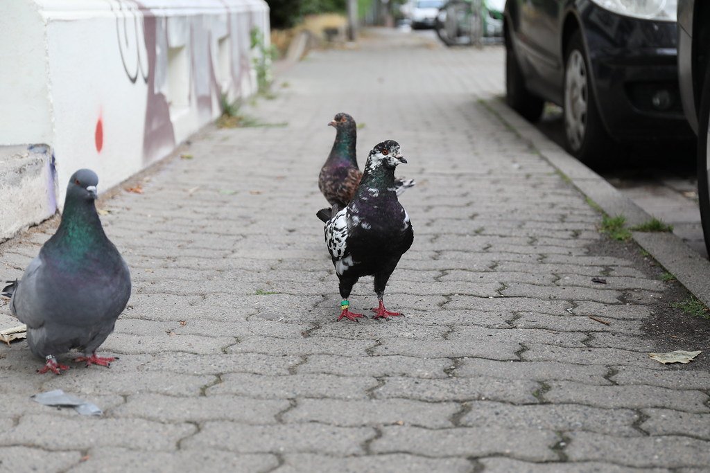 Pigeon Patrol