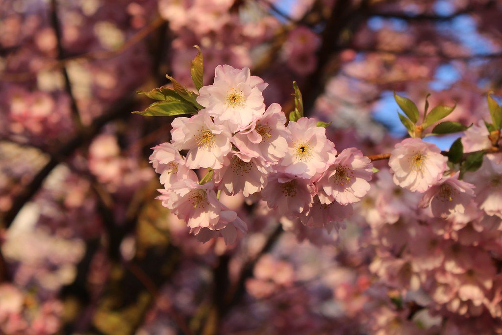 Flower of Prunus serrulata (Japanische Blütenkirsche)