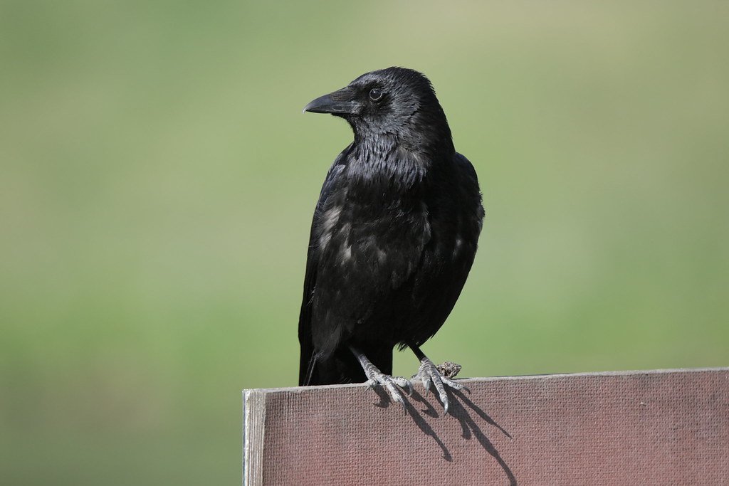 Corvus corone (Rabenkrähe)
