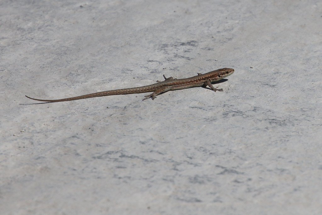 Podarcis muralis (Mauereidechse/common wall lizard)