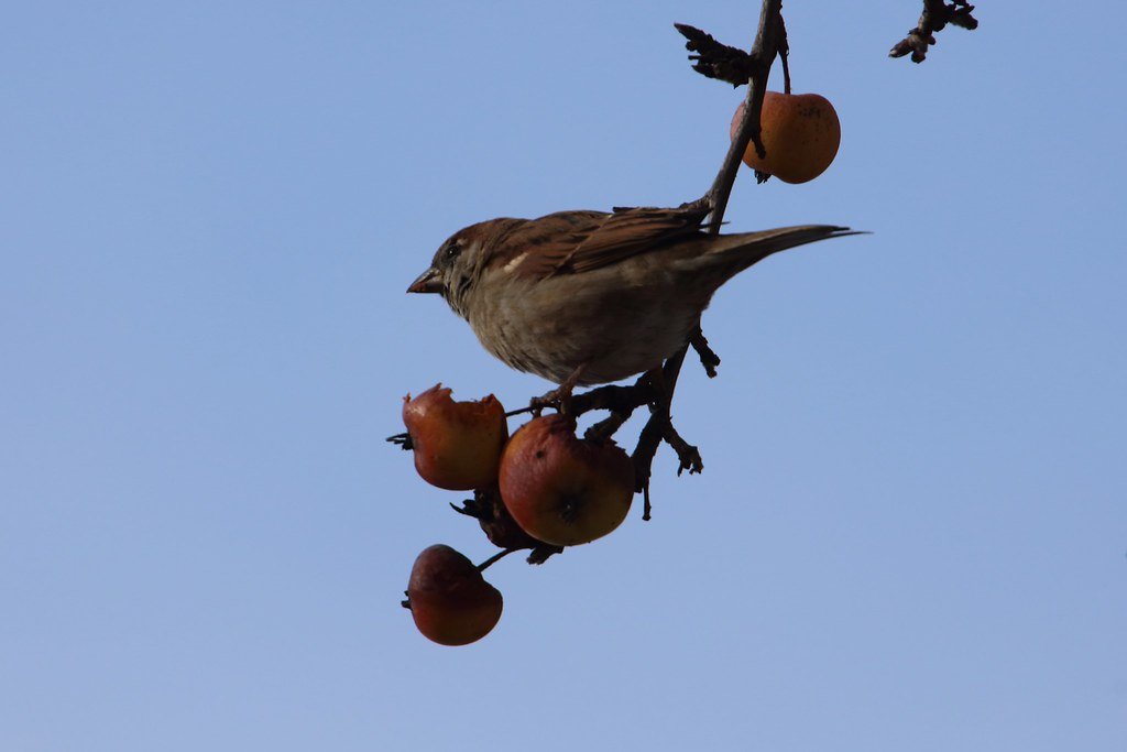 Passer domesticus (Haussperling)
