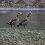 Alopochen aegyptiaca (Nilgans)