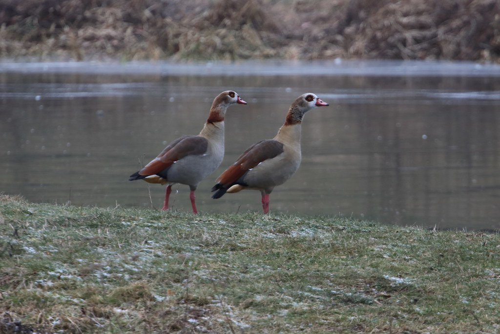 Alopochen aegyptiaca (Nilgans)
