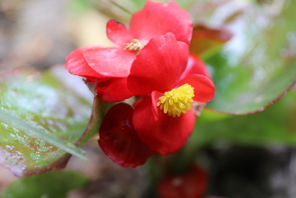 Begonia semperflorens (Wachsbegonie)