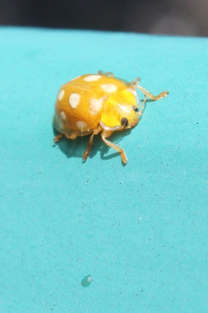 Halyzia sedecimguttata (Sechzehnfleckiger Pilz-Marienkäfer)