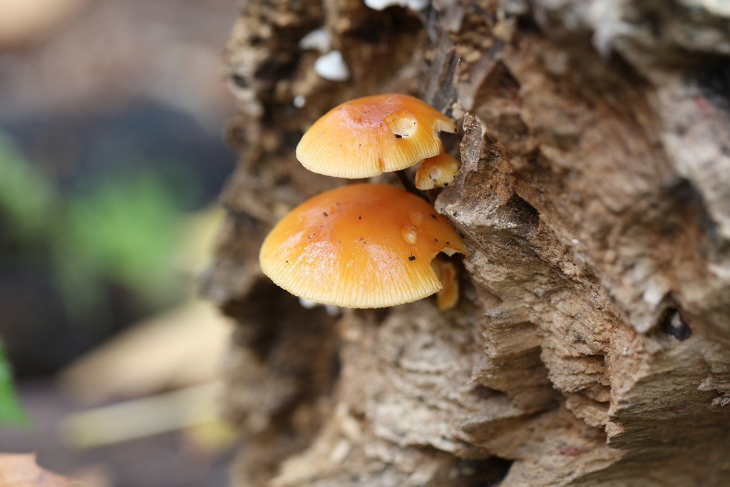 Flammulina velutipes (Samtfußrübling)