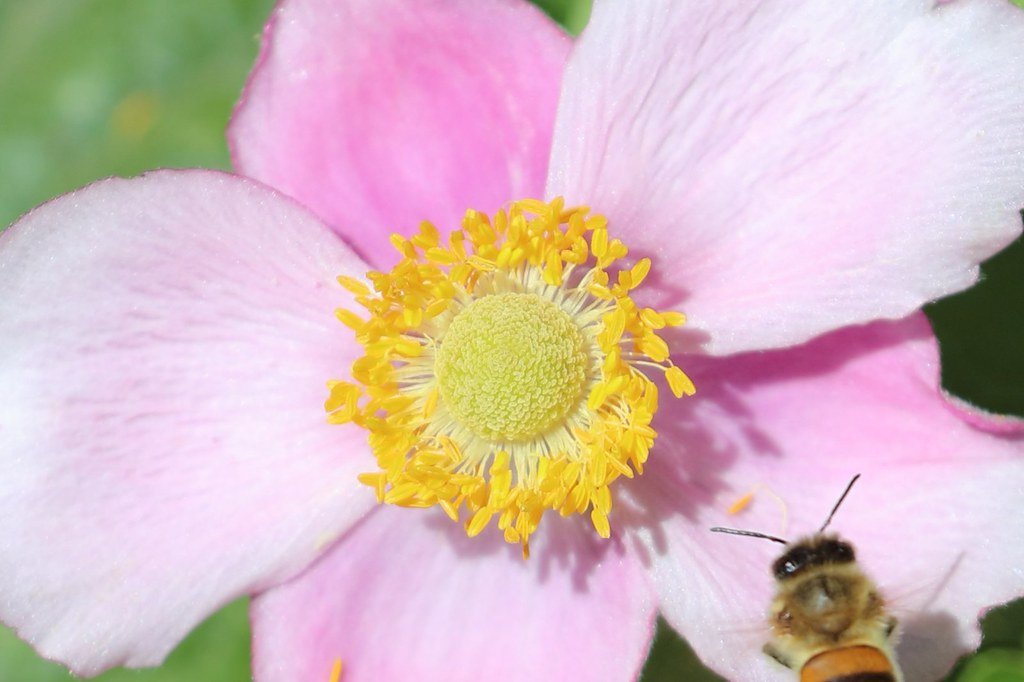 Looking close... on Friday: heart of a flower