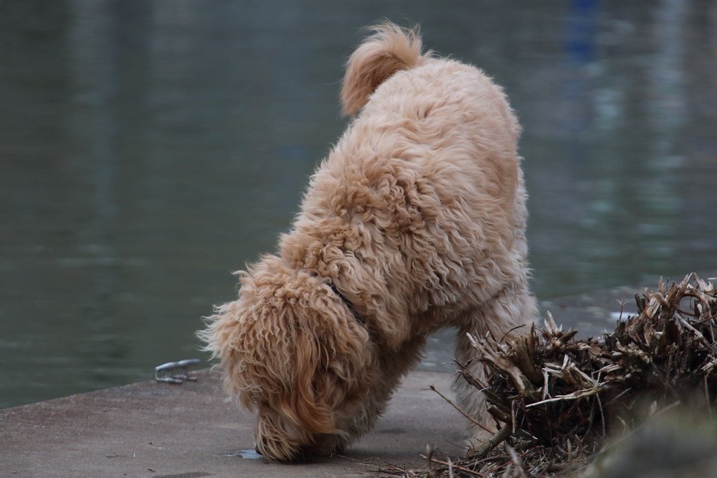sniffing around