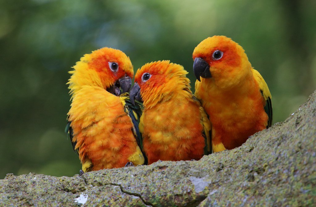 Aratinga solstitialis (Sonnensittich/Sun conure)