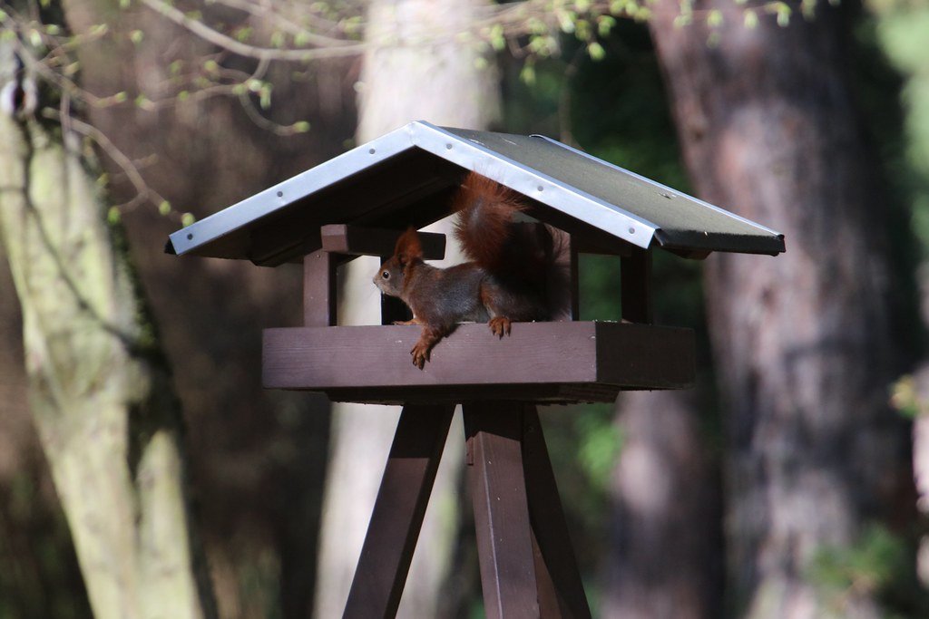 Sciurus vulgaris(Eichhörnchen/squirrel) in a birdhouse