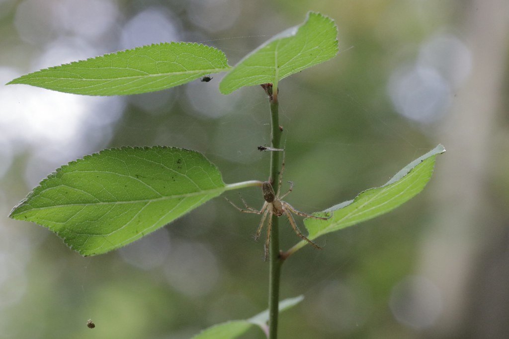 Pisaura mirabilis (Listspinne)