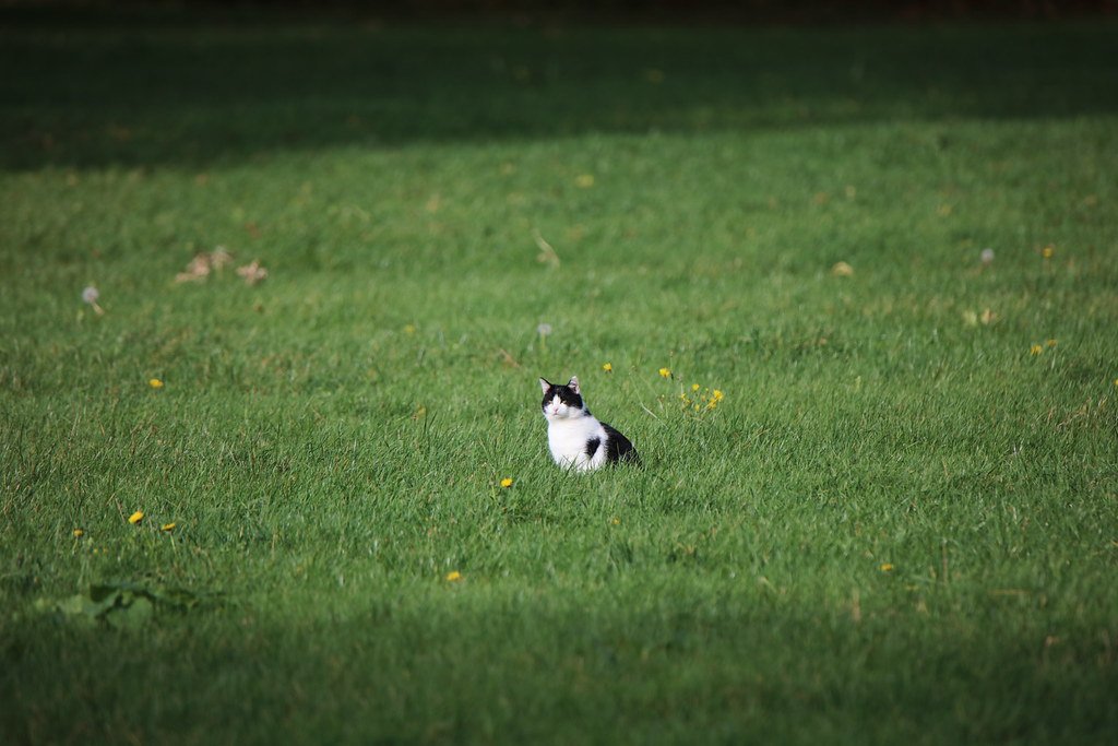 Cat in a meadow