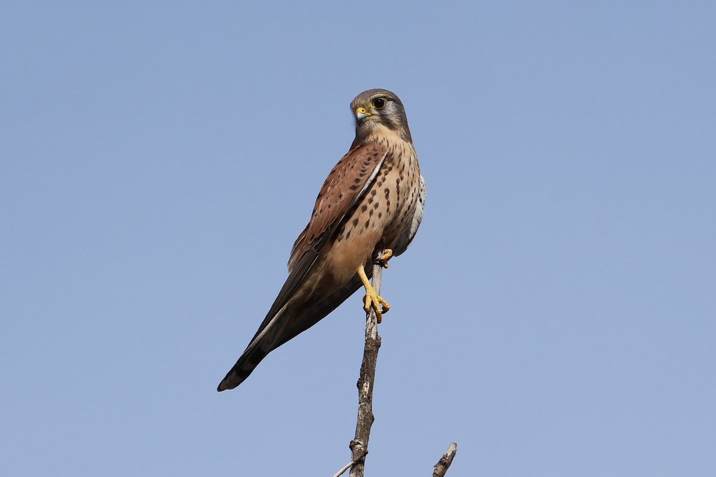 Falco tinnunculus (Turmfalke)