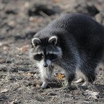 Procyon lotor (Waschbär)