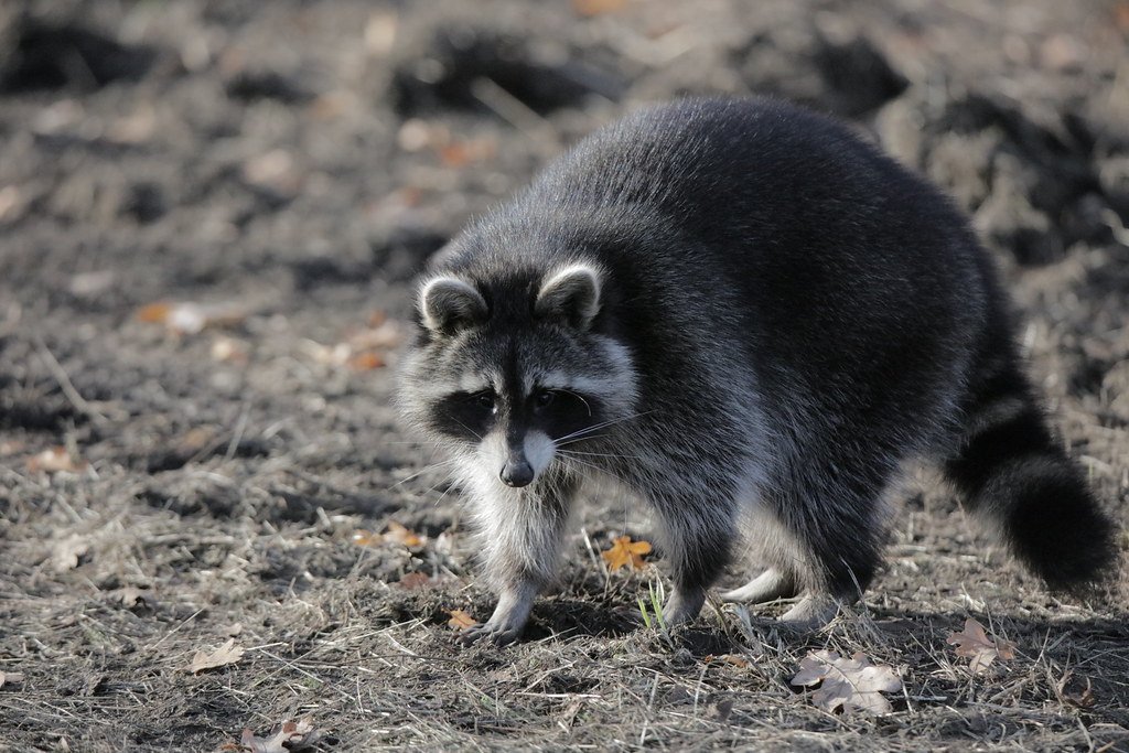 Procyon lotor (Waschbär)