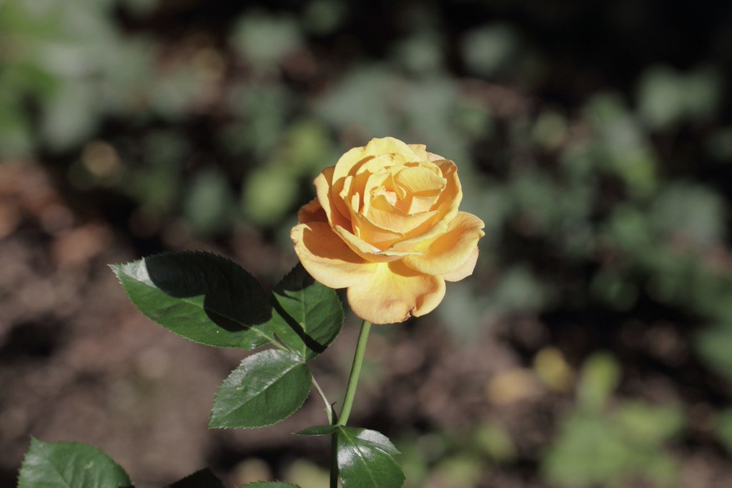 Rosa (Rose)