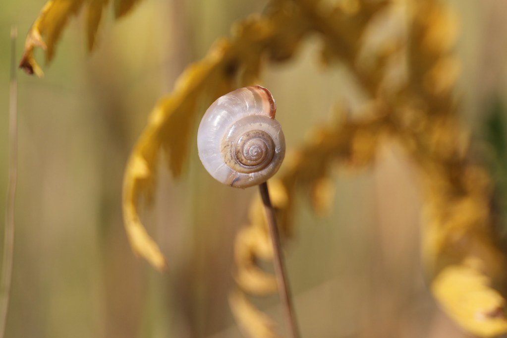 snail shell
