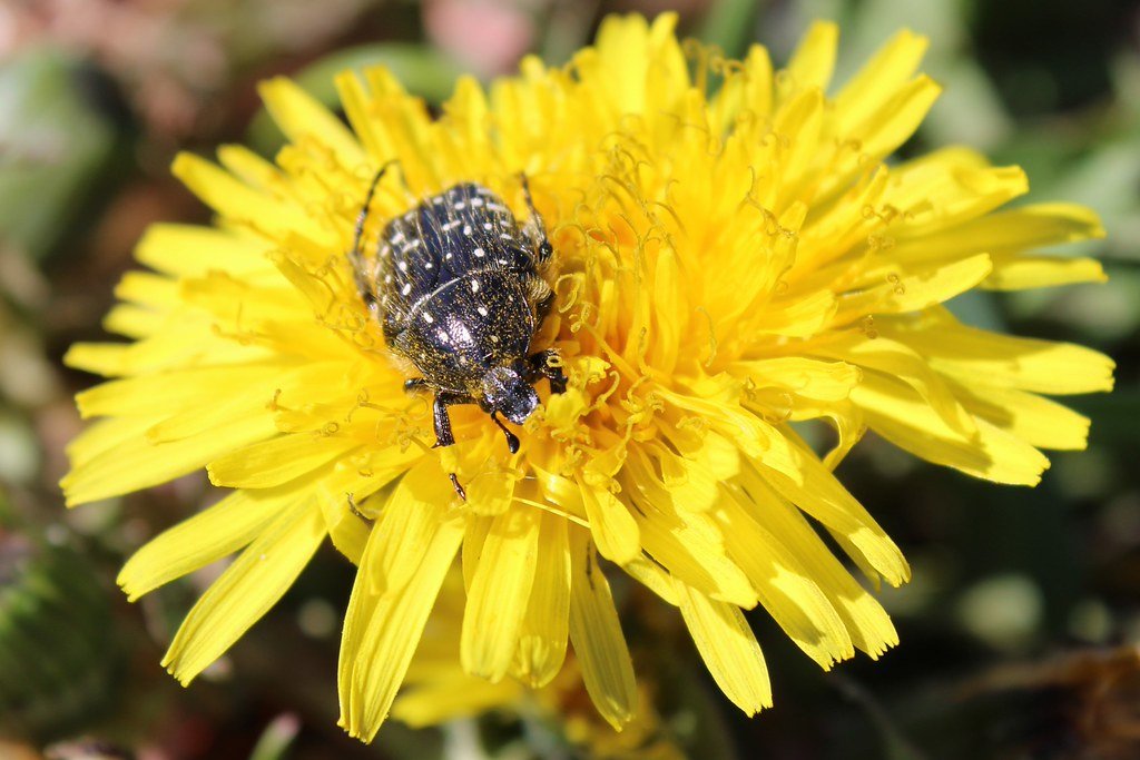 Oxythyrea funesta (Trauer-Rosenkäfer)