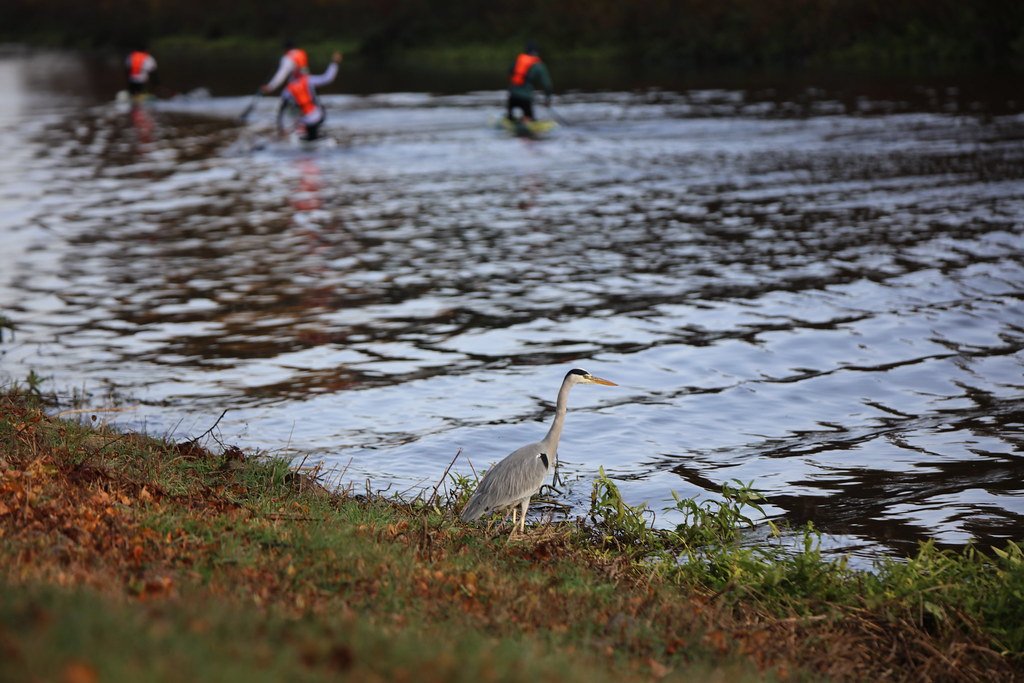 A gray heron with Canadian canoes in the background