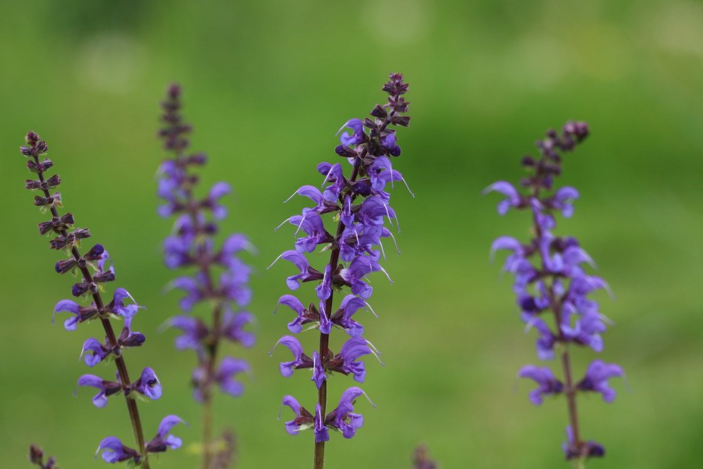 Salvia pratensis (Wiesensalbei)