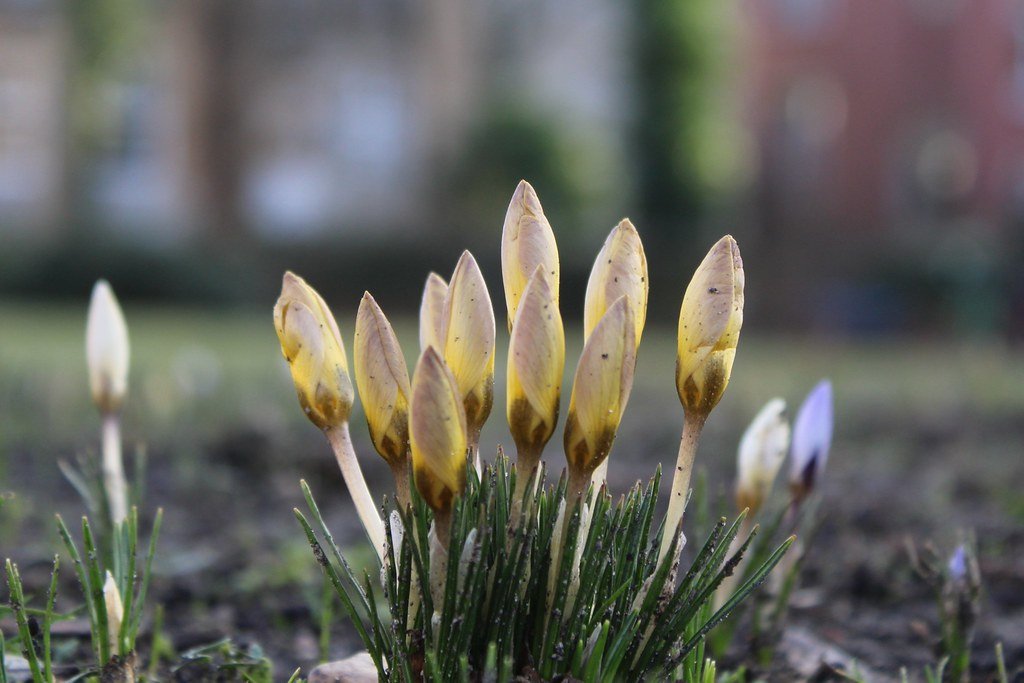 Crocus (Krokus)