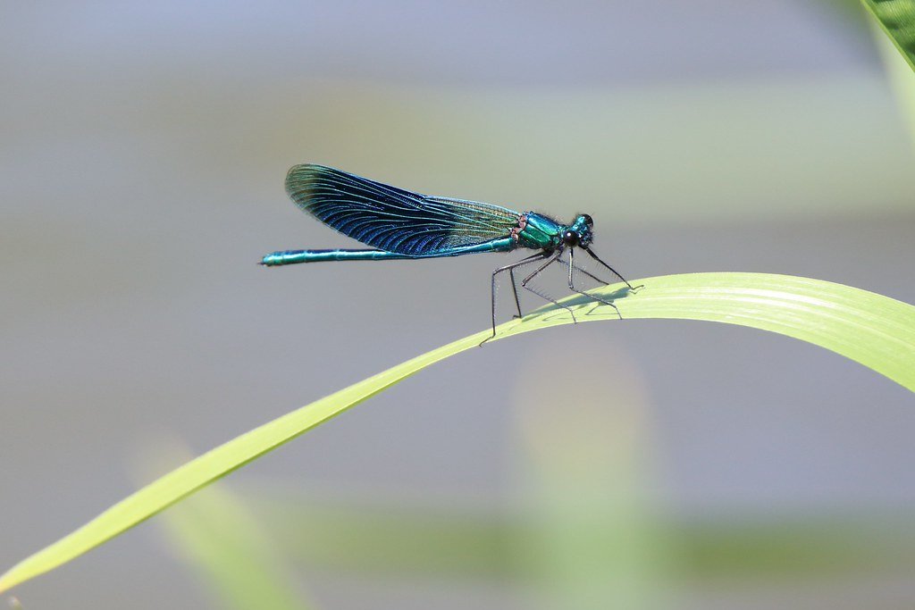 Calopteryx virgo (Blauflügel-Prachtlibelle )