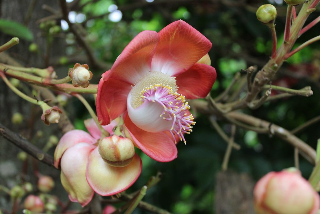 Couroupita guianensis (Kanonenkugelbaum)