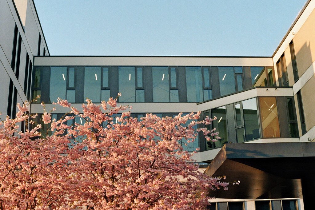 Analog Photography: A cherry tree in bloom in front of a building at the University Medical Center