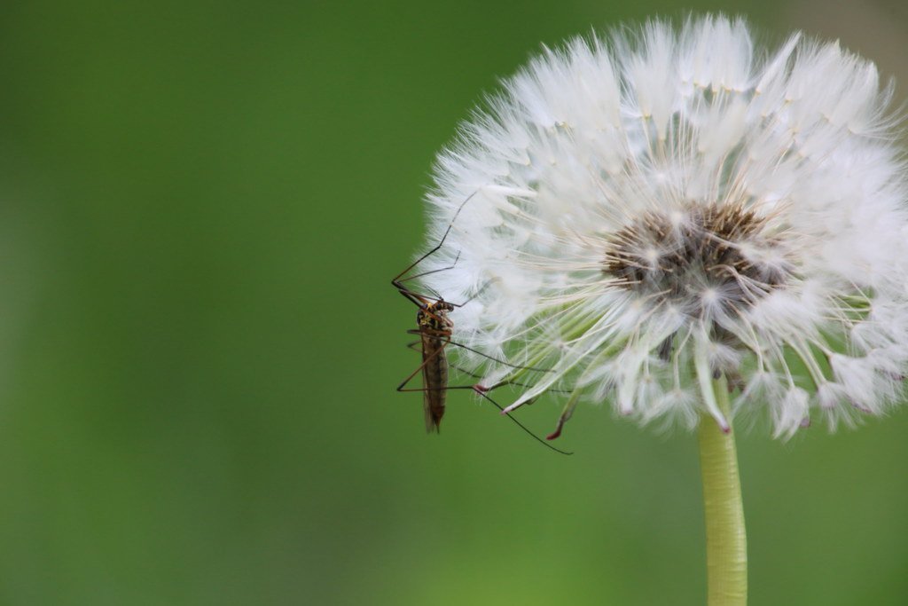 Tipulidae (Schnake) on a Taraxacum (dandelion/Löwenzahn)